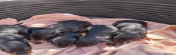 Pinscher Miniatura cani in vendita: Pinscher nani  - Annuncio 2