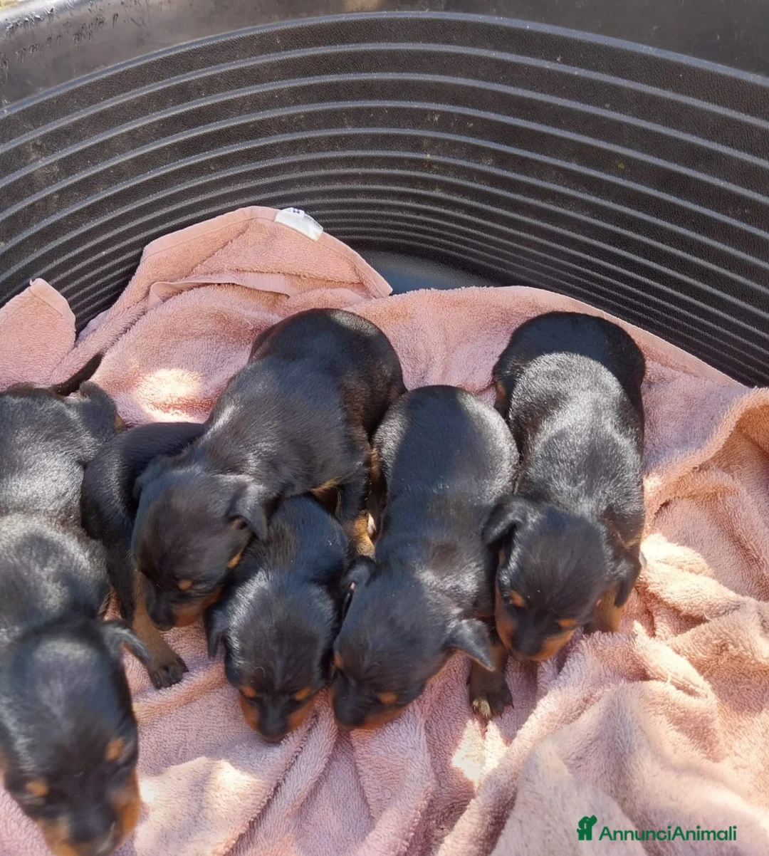 Pinscher Miniatura cani in vendita: Pinscher nani  - Annuncio 2