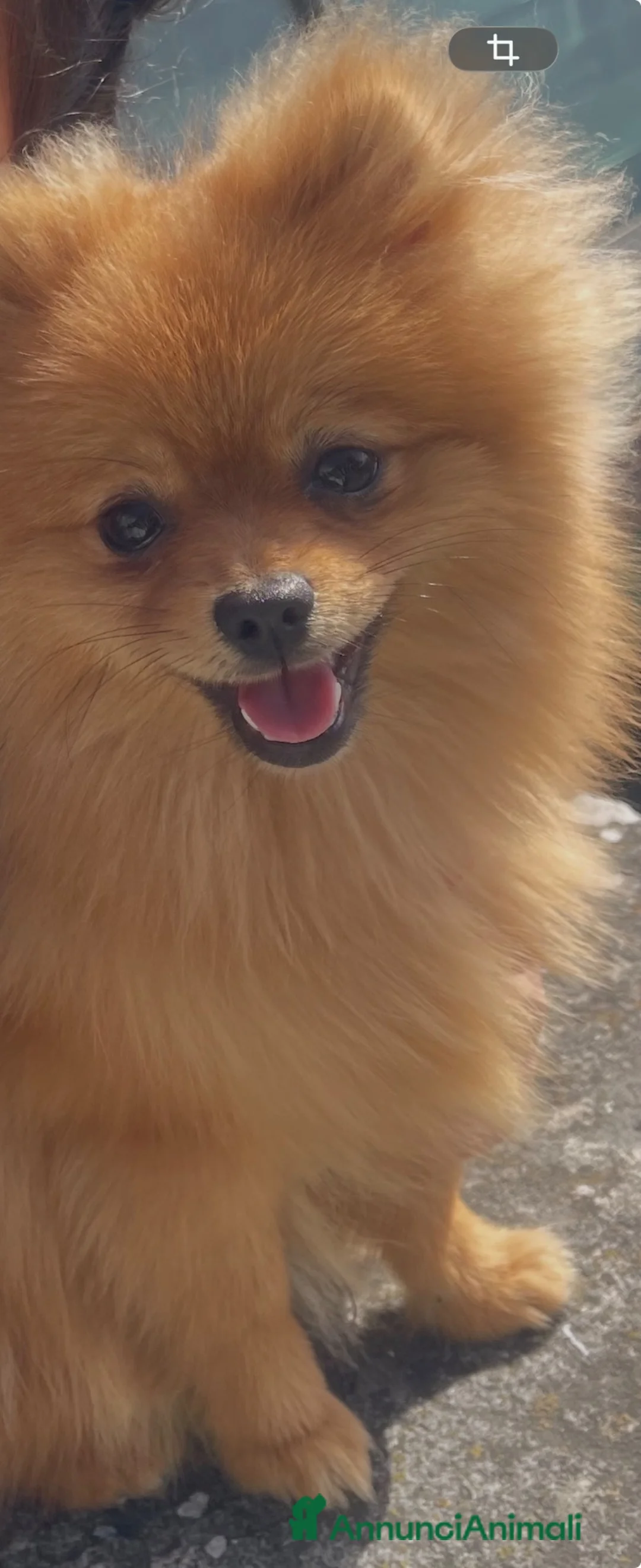 Volpino Pomerania cani in vendita: Pomerania linea americana  a Città Metropolitana di Napoli - Annuncio 2
