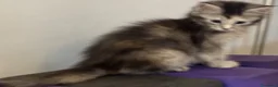 Maine Coon gatti in vendita: CUCCIOLE MAINE COON SHADED PREGIATE 3 rate - Annuncio 5