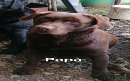 Labrador cani in vendita: Cuccioli Labrador chocolate con pedigree  a Provincia di Bergamo - Immagine 6