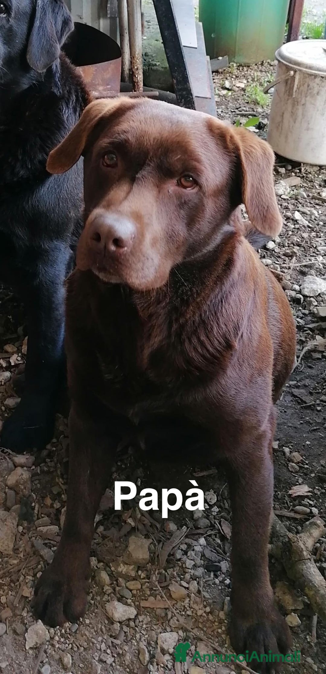 Labrador cani in vendita: Cuccioli Labrador chocolate con pedigree  a Provincia di Bergamo - Immagine 6