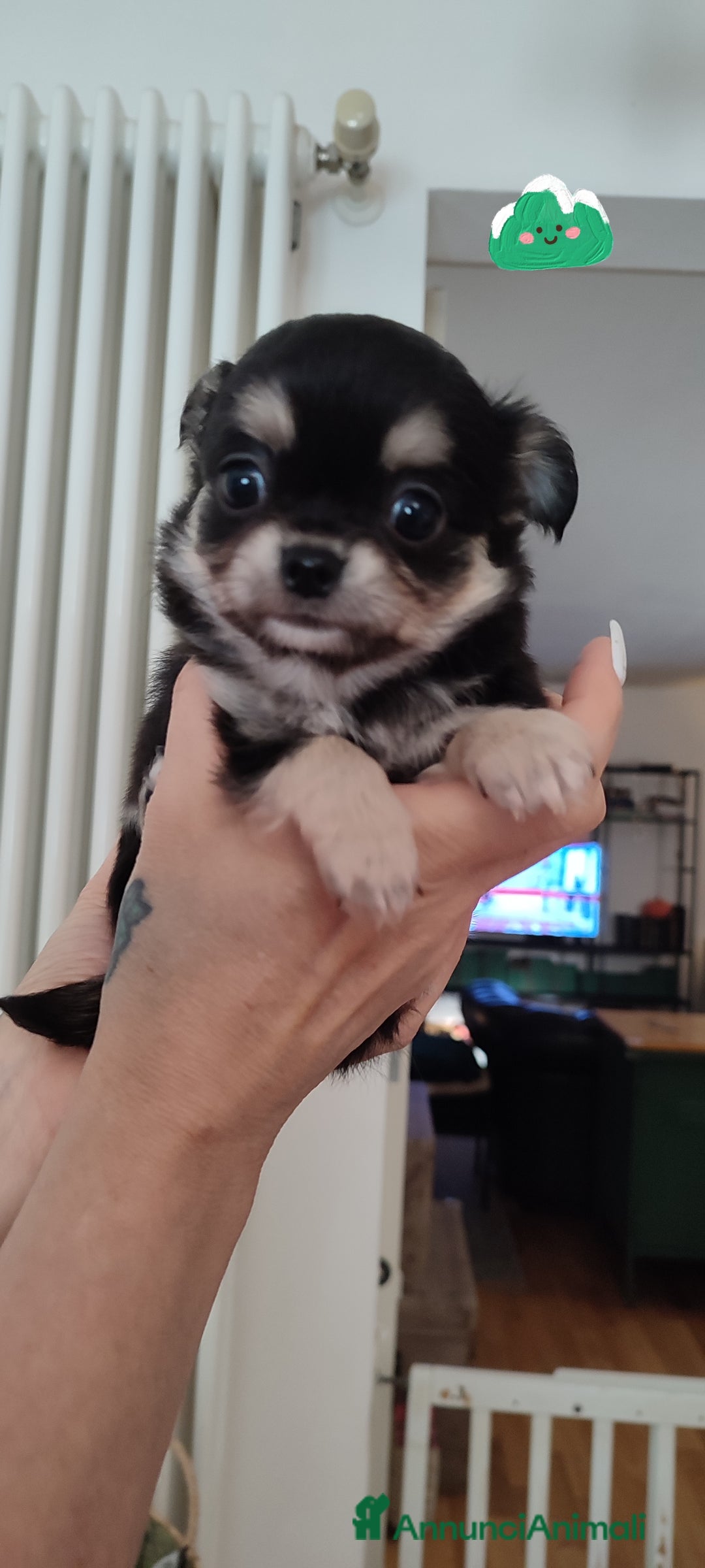 Chihuahua cani in vendita: Chihuahua cuccioli mini pedigree ENCI  - Annuncio 4