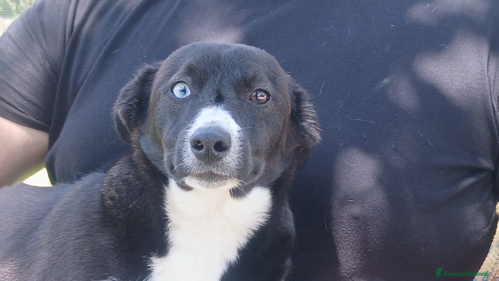 Meticcio cani GEORGE BELLISSIMO CUCCIOLO CERCA LA SUA FAMIGLIA - Annuncio 22