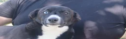 Meticcio cani in regalo: GEORGE BELLISSIMO CUCCIOLO CERCA LA SUA FAMIGLIA - Annuncio 1
