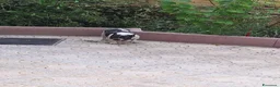 Bulldog Francese cani in vendita: Cucciola buldog francese a Libero consorzio comunale di Enna - Annuncio 1