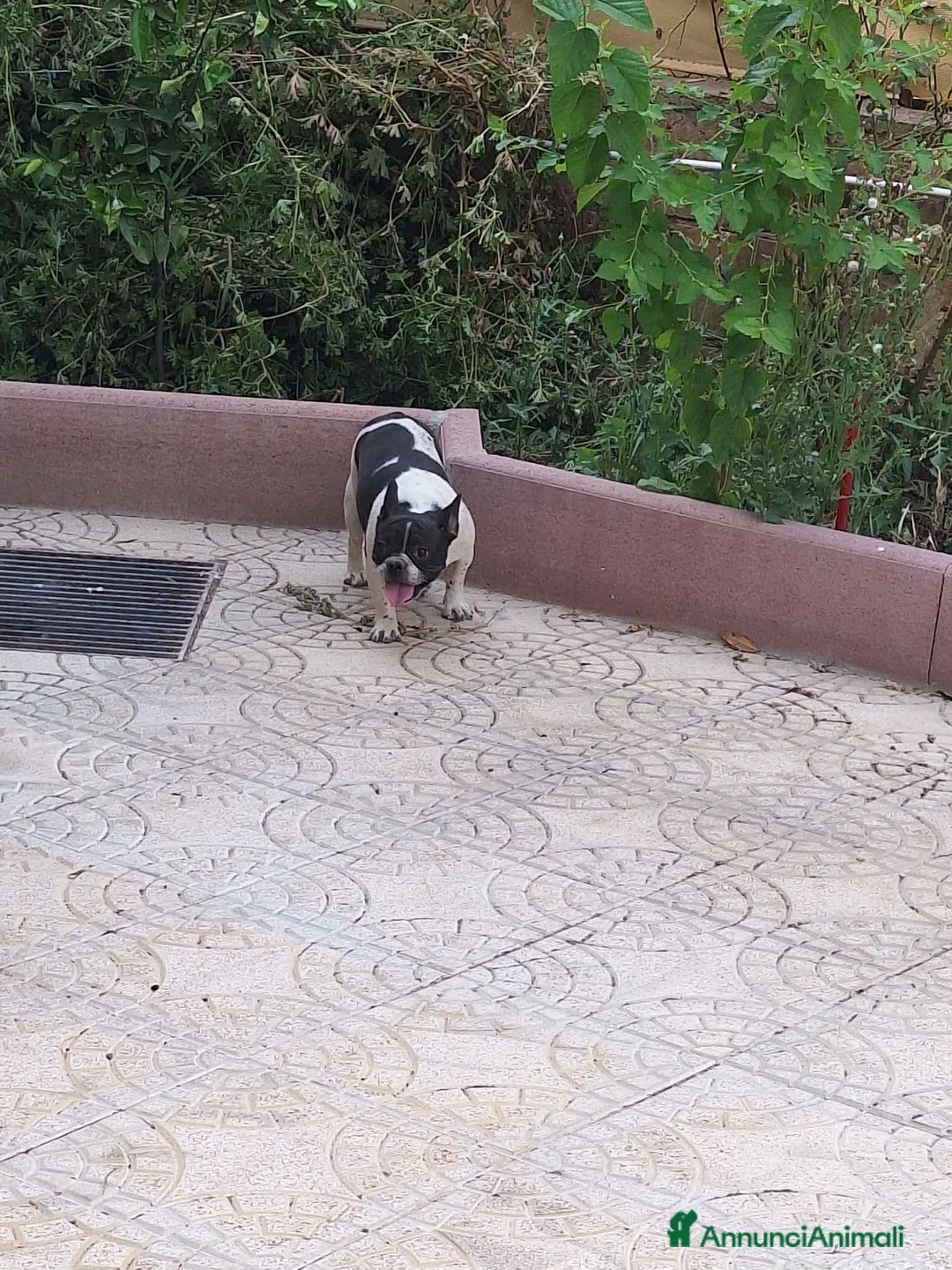Bulldog Francese cani in vendita: Cucciola buldog francese a Libero consorzio comunale di Enna - Annuncio 1