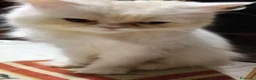 Persiano gatti in vendita: Persiana Golden tabby doll face  - Annuncio 1