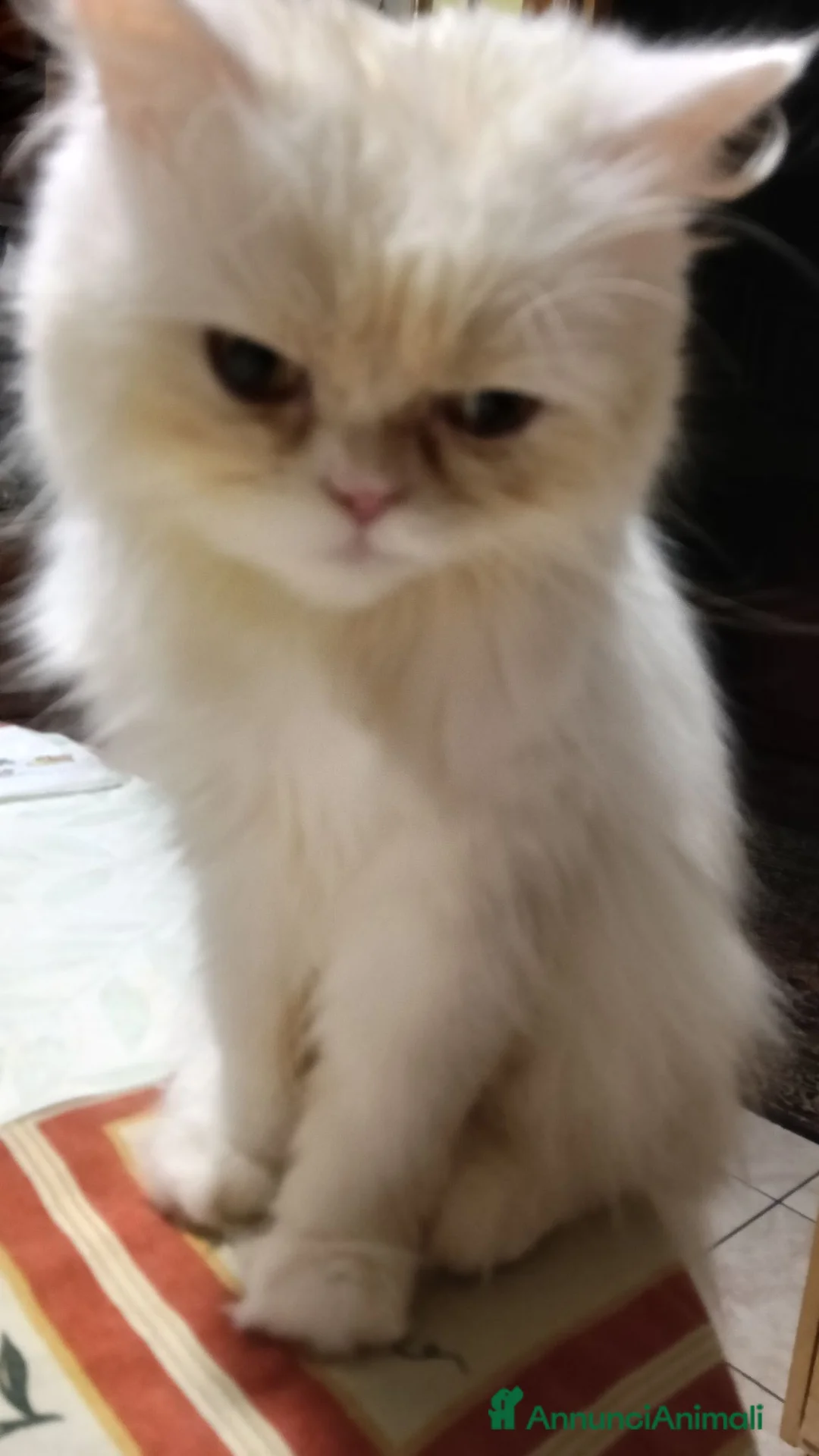 Persiano gatti in vendita: Persiana Golden tabby doll face  - Annuncio 1