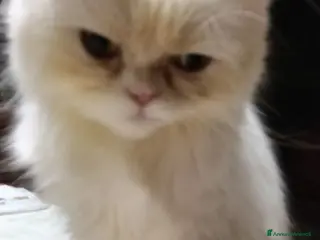Persiano gatti Persiana Golden tabby doll face - Annuncio 4