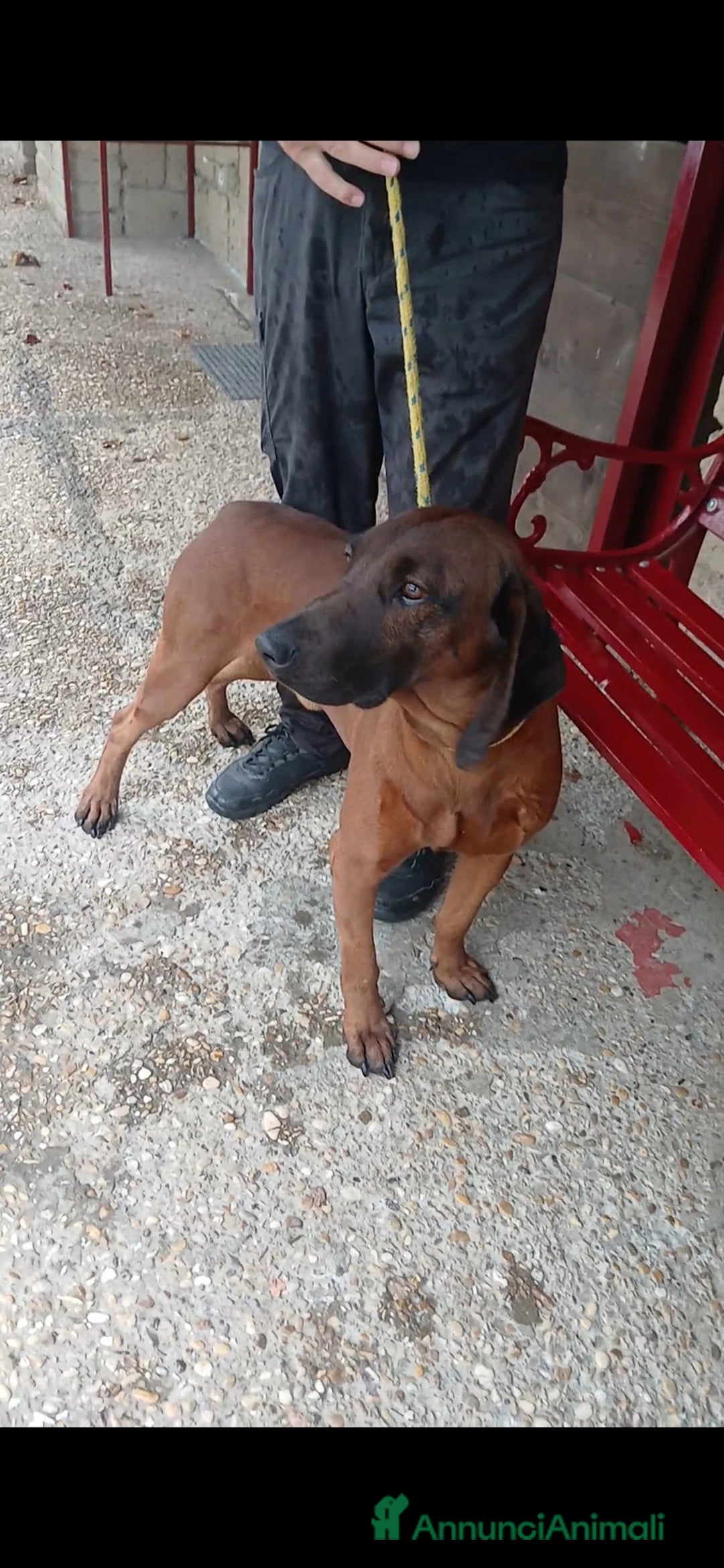 Segugio Bavarese cani in regalo: ROCCO CANE ROSSO DI BAVIERA CERCA LA SUA FAMIGLIA - Annuncio 1