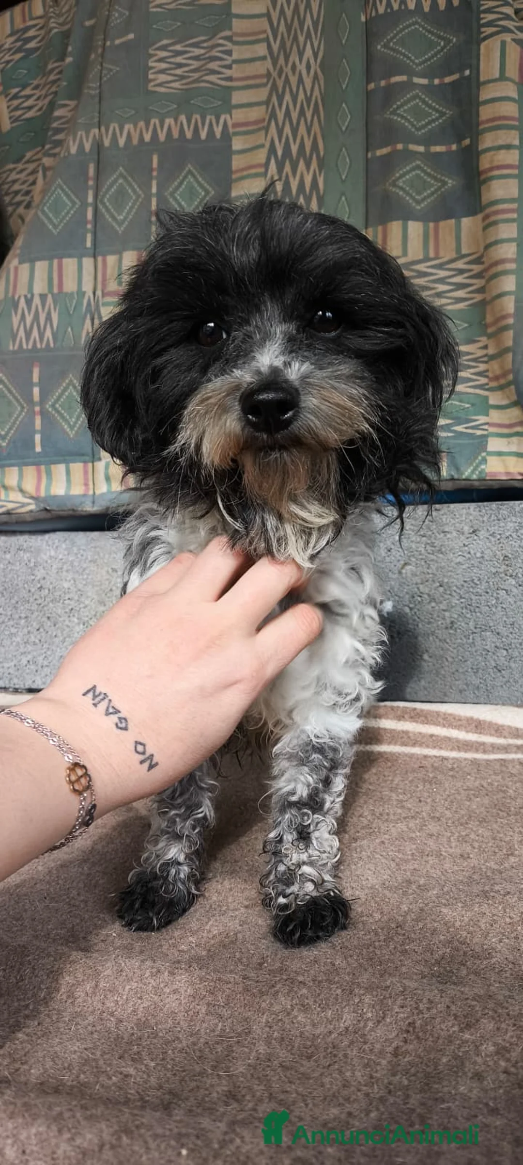 Bichon cani in regalo: Rompy cerca adozione  - Annuncio 2