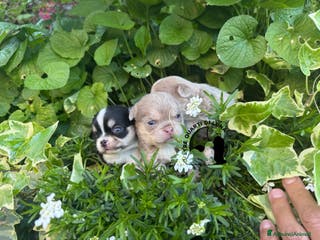 Chihuahua cani Cucciolo Chihuahua TreQuartidiLuna Disponibile - Annuncio 7