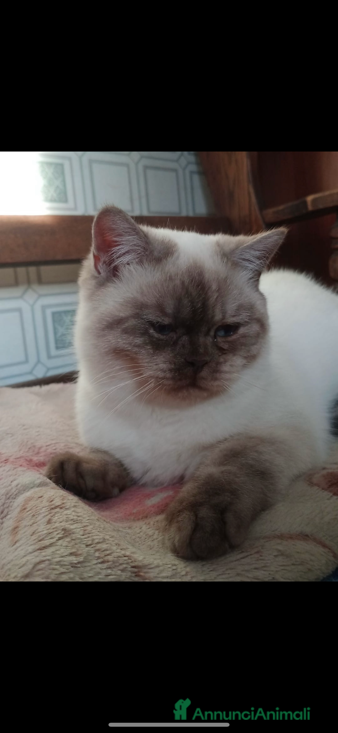 Scottish gatti in vendita: Scottish straight  - Annuncio 2