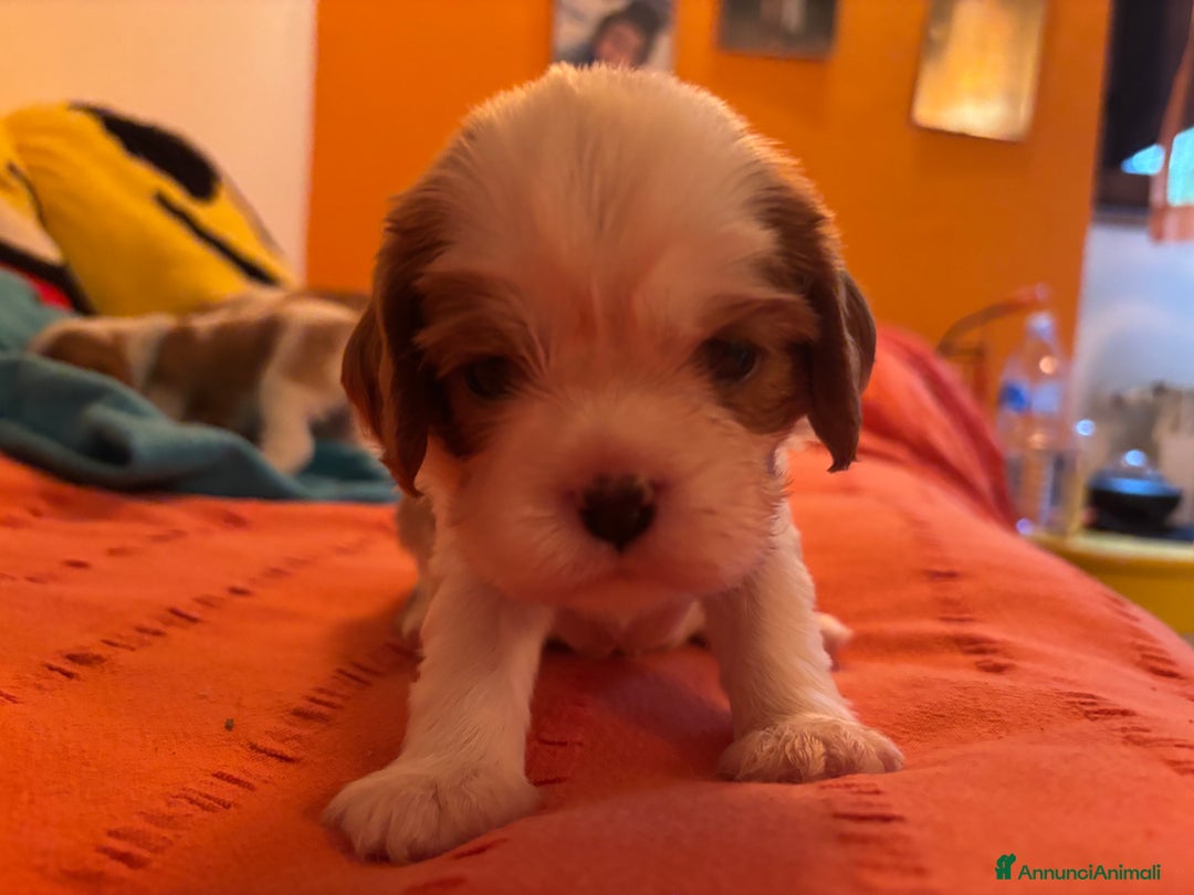 Cavalier King cani in vendita: Cuccioli di Cavalier King nati in casa ❤️ - Annuncio 6