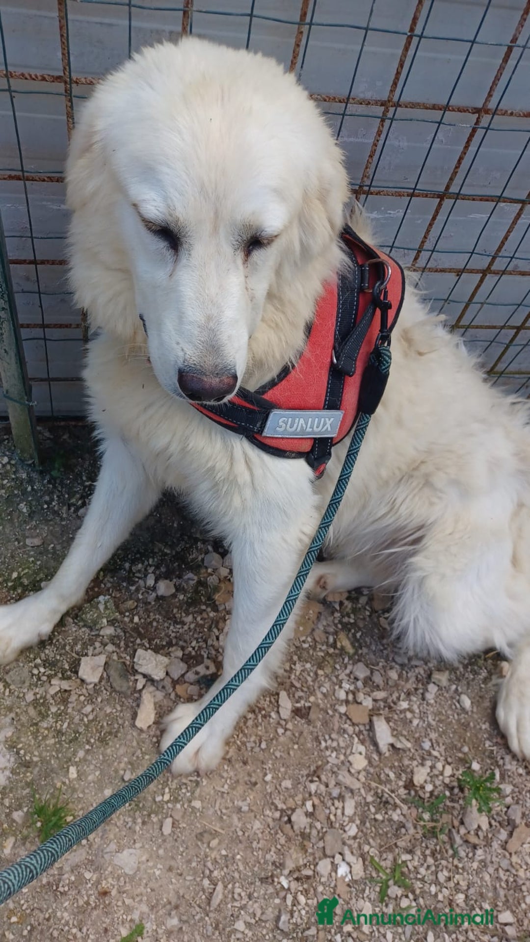 Meticcio cani in regalo: IL TENERO LUCKY a Città metropolitana di Roma Capitale - Annuncio 2