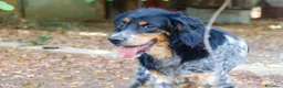 Meticcio cani in regalo: 𝗙𝗥𝗘𝗬𝗔, simil setter a Provincia di Lecce - Annuncio 5