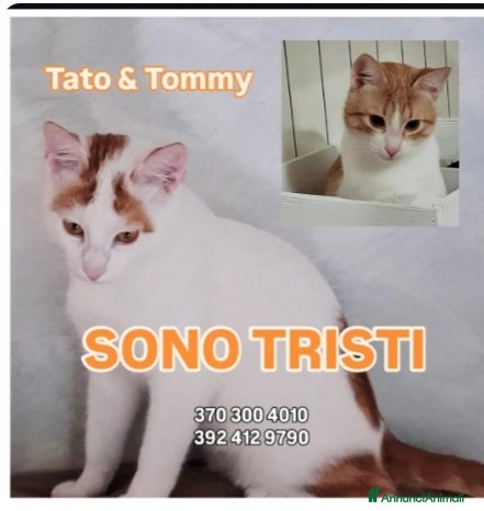 Europeo gatti 2mici 6/7mesi INSEPARABILI bianchi/rossi.ROMA SOS - Annuncio 4