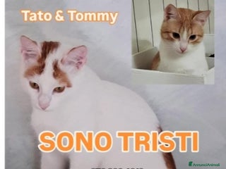 Europeo gatti 2mici 6/7mesi INSEPARABILI bianchi/rossi.ROMA SOS - Annuncio 4