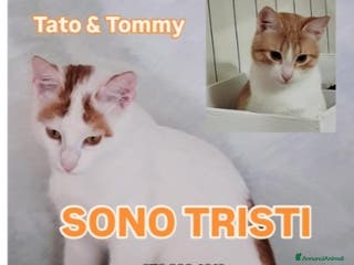 Europeo gatti 2mici 6/7mesi INSEPARABILI bianchi/rossi.ROMA SOS - Annuncio 24