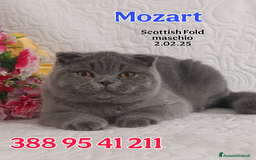 British gatti in vendita: British Shorthair cuccioli  a Città metropolitana di Roma Capitale - Immagine 4