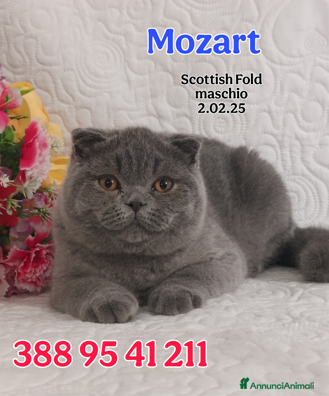 British gatti in vendita: British Shorthair cuccioli  a Città metropolitana di Roma Capitale - Immagine 4