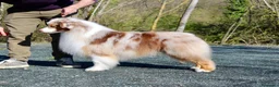 Australian Shepherd cani in vendita: Cuccioli Pastore Australiano - Australian sheperd - Annuncio 6