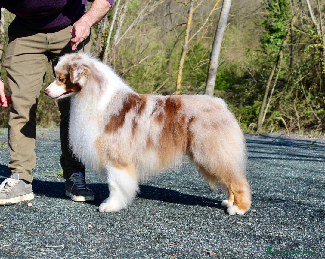 Australian Shepherd cani in vendita: Cuccioli Pastore Australiano - Australian sheperd - Annuncio 6