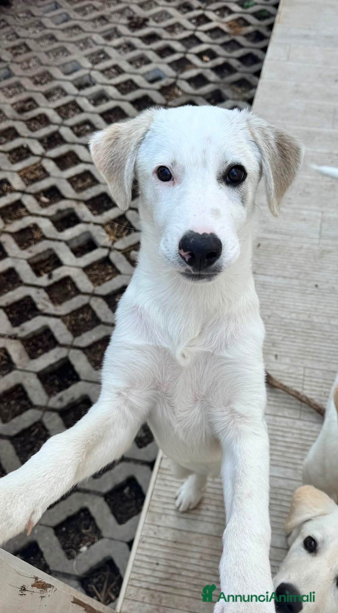 Meticcio cani Grey  - Annuncio 5