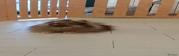 Spitz cani in vendita: Spitz tedesco nano a Provincia di Ancona - Annuncio 2