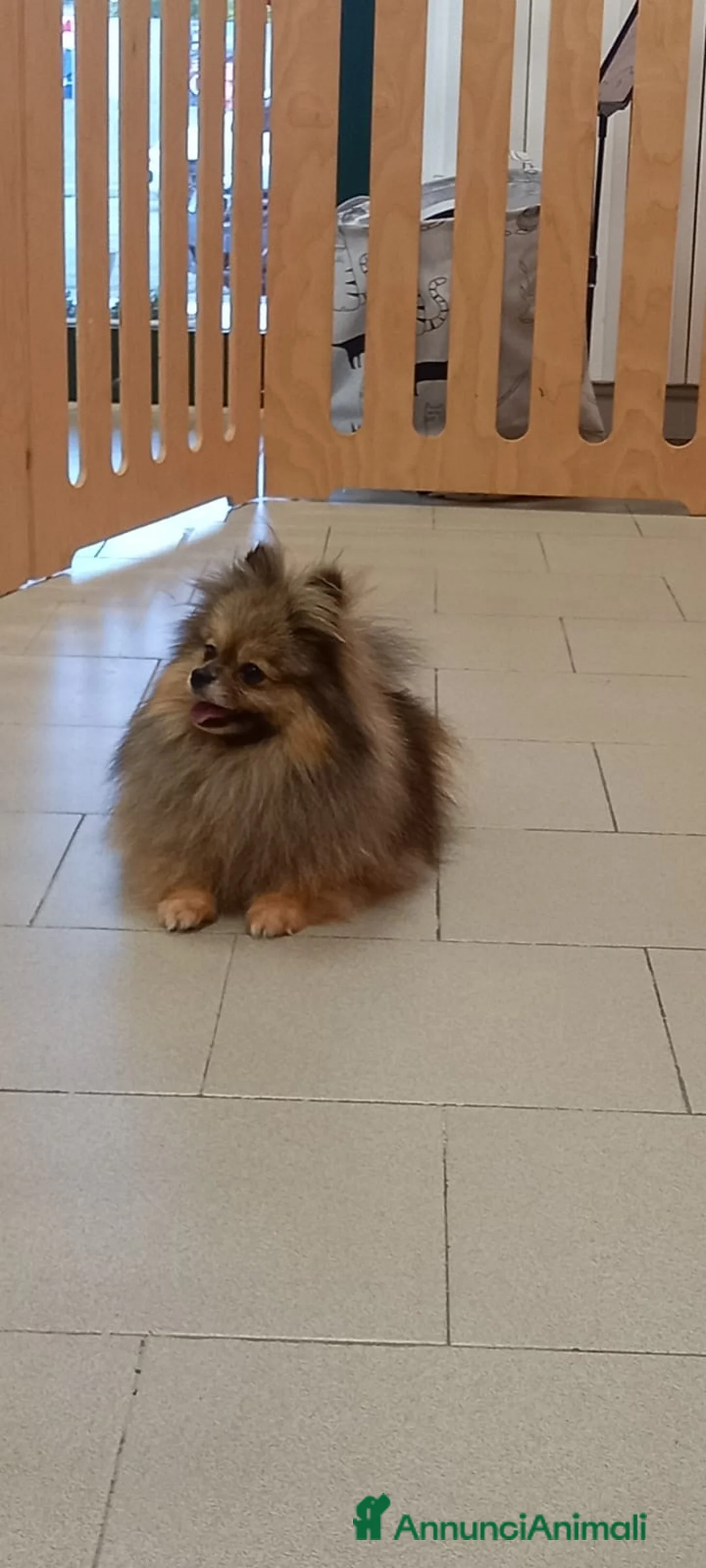 Spitz cani in vendita: Spitz tedesco nano a Provincia di Ancona - Annuncio 2