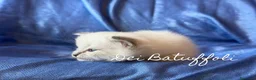 Siberiano gatti in vendita: Cuccioli Gatto Siberiano AFSI WCF, Alta genealogia - Annuncio 19