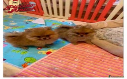 Volpino Pomerania cani in vendita: Volpino Pomerania Pedigree  a Provincia di Pavia - Immagine 12