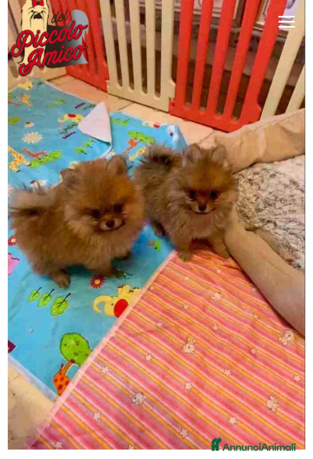 Volpino Pomerania cani in vendita: Volpino Pomerania Pedigree  a Provincia di Pavia - Immagine 12