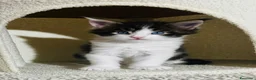 Maine Coon gatti in vendita: Maine coon con pedigree  - Annuncio 7
