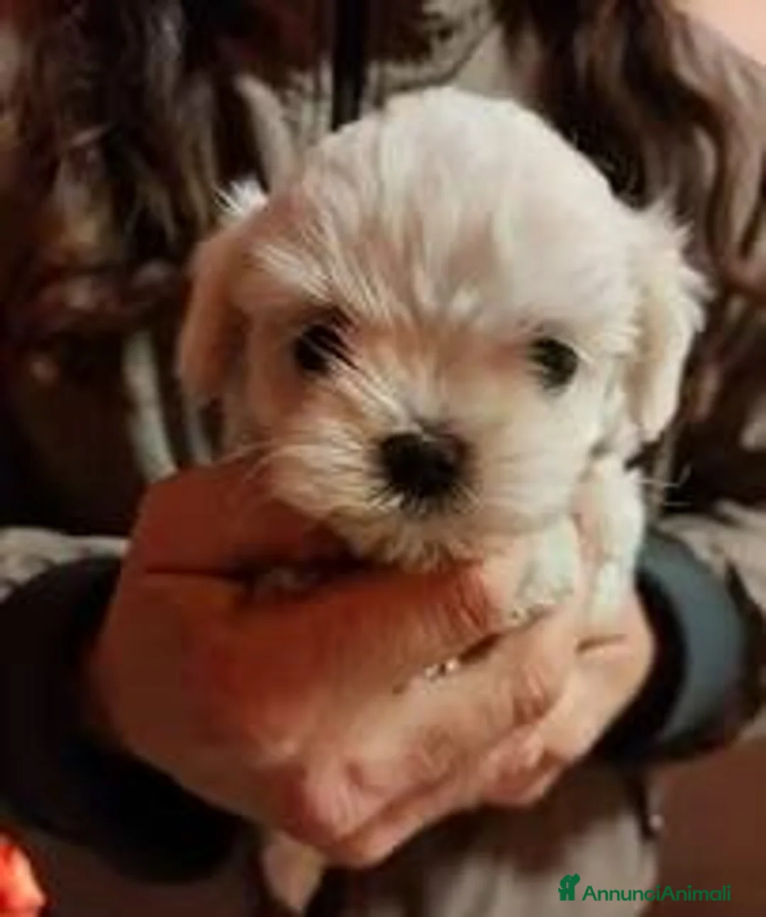 Maltese cani in vendita: Cuccioli maltese con pedigree - Annuncio 1