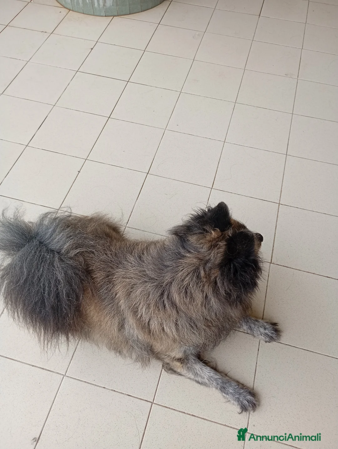 Volpino Italiano cani in regalo: Regalo Scirby , bellissimo volpino  - Annuncio 4