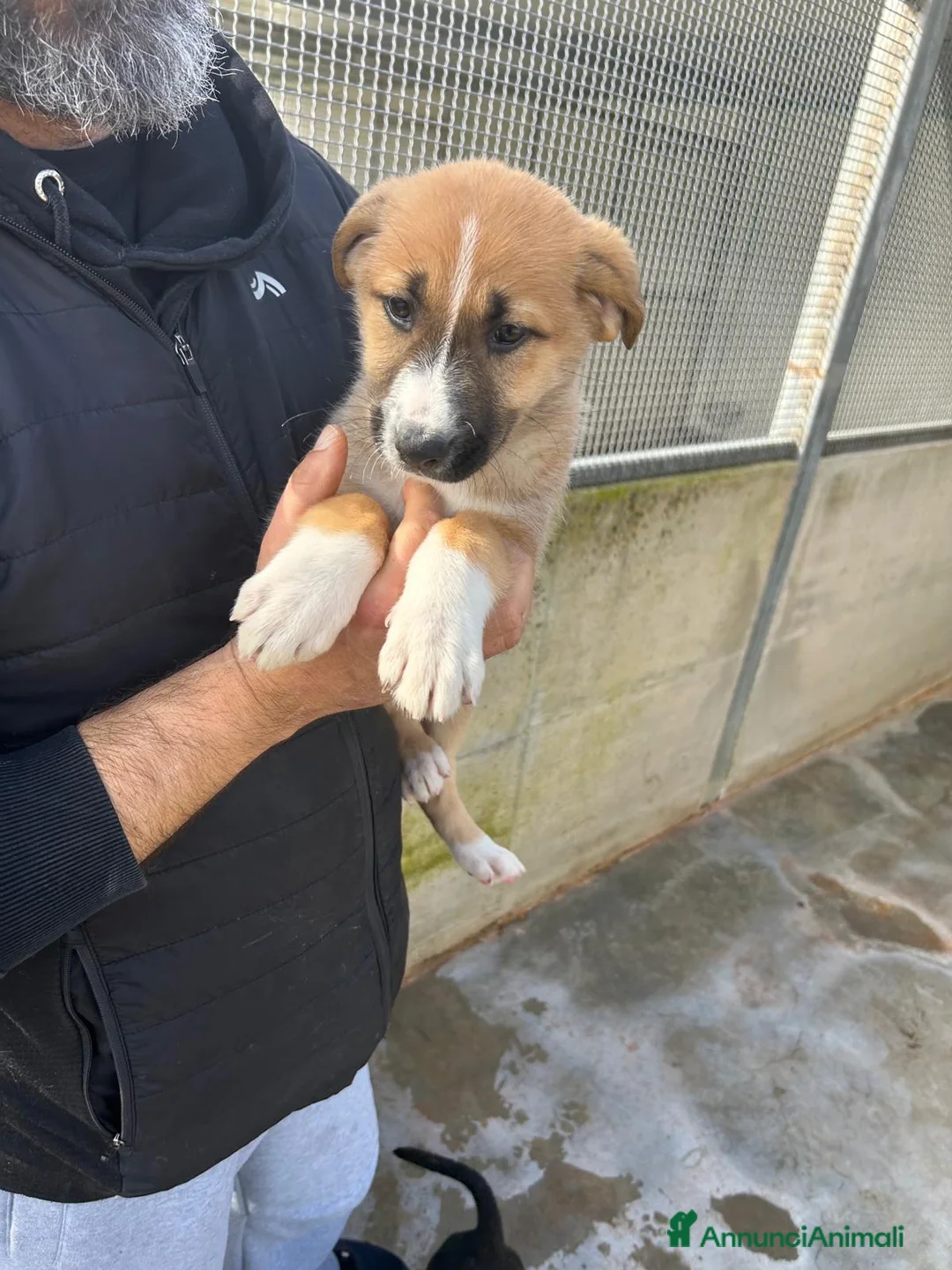 Altre razze cani in regalo: morena e alessia - Annuncio 3