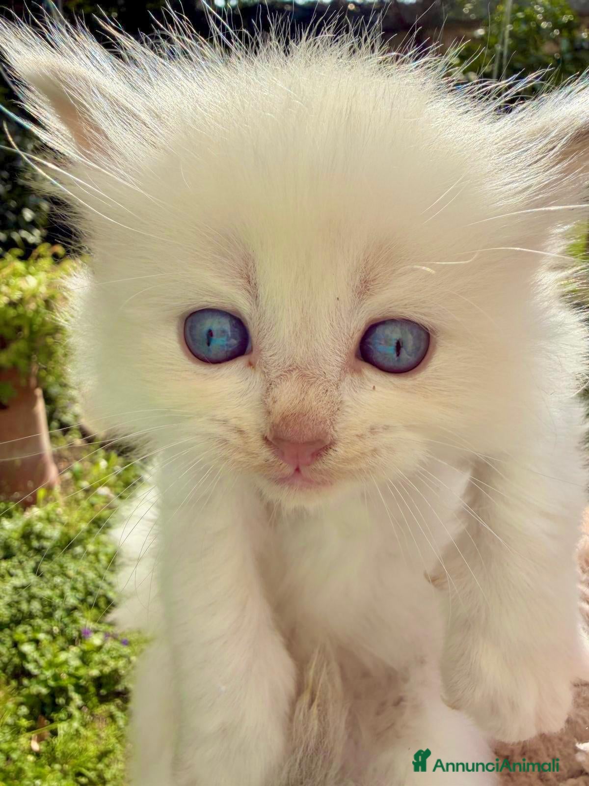 Ragdoll gatti cucciolo di ragdoll - Annuncio 1