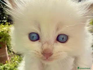 Ragdoll gatti cucciolo di ragdoll - Annuncio 1