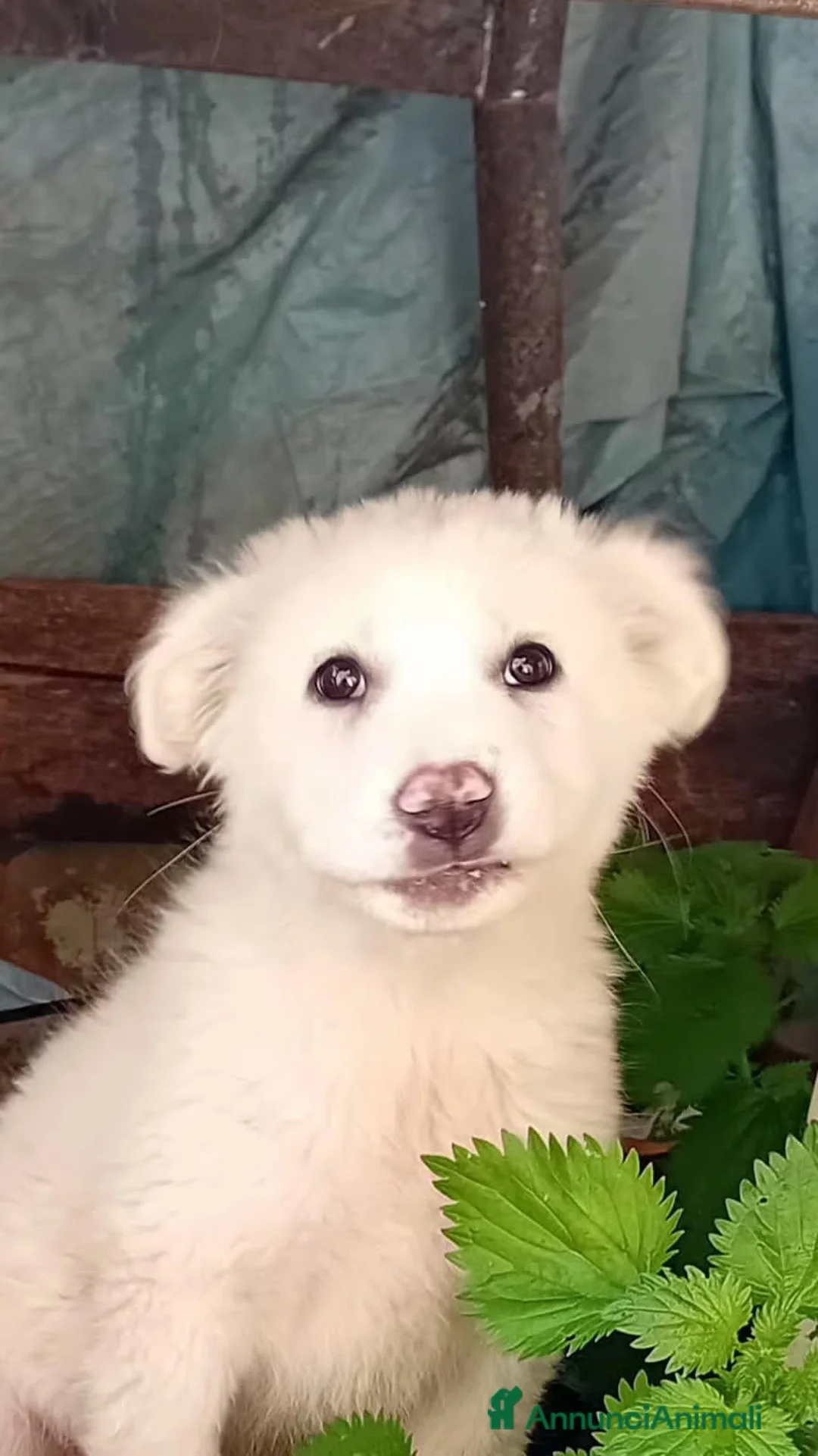 Altre razze cani in regalo: nellina - Annuncio 2