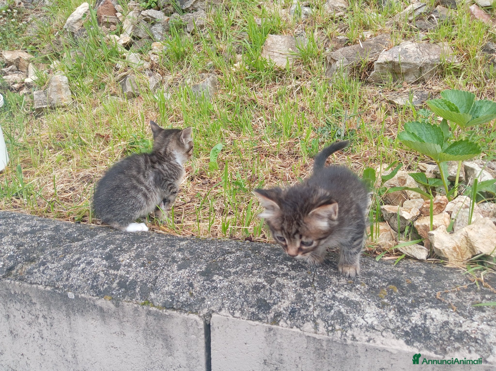 Meticcio gatti Bellissimi gattini  - Annuncio 27