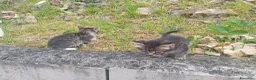 Meticcio gatti in regalo: Bellissimi gattini  - Annuncio 1