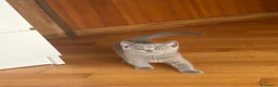 British gatti in vendita: Cuccioli British-Scottish - Annuncio 16