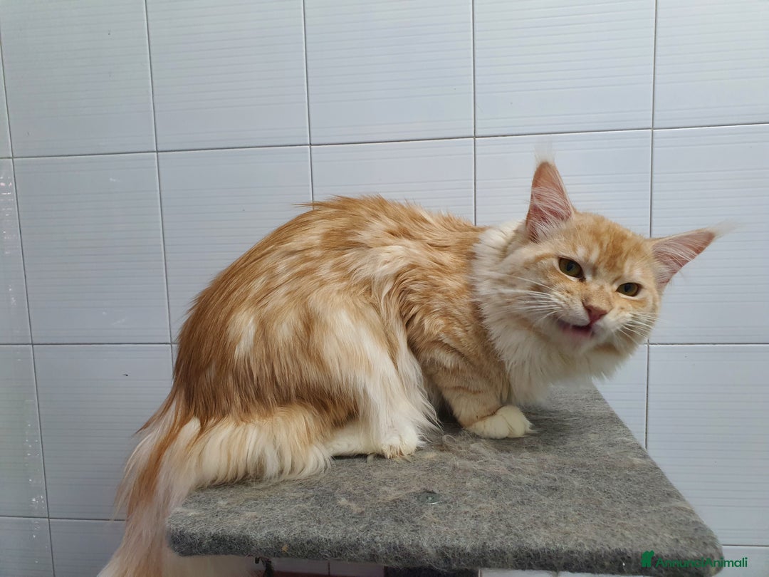 Maine Coon gatti in vendita: Maine coon 1 anno a Città Metropolitana di Napoli - Immagine 4