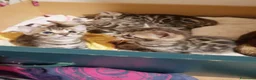 Bengala gatti in vendita: Gattini Bengala bellissimi - Annuncio 7