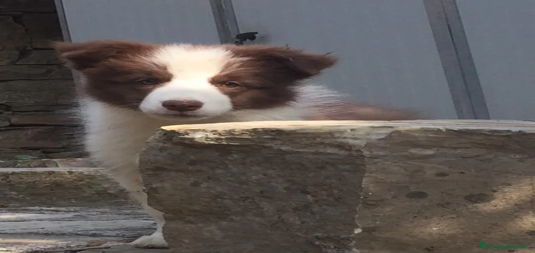 Immagine della galleria {{count}}