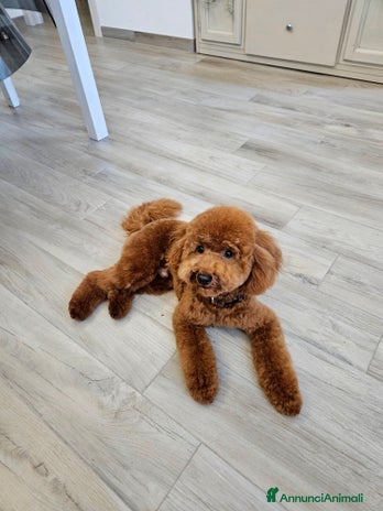 Barboncino cani a Città metropolitana di Roma Capitale - Annuncio 5