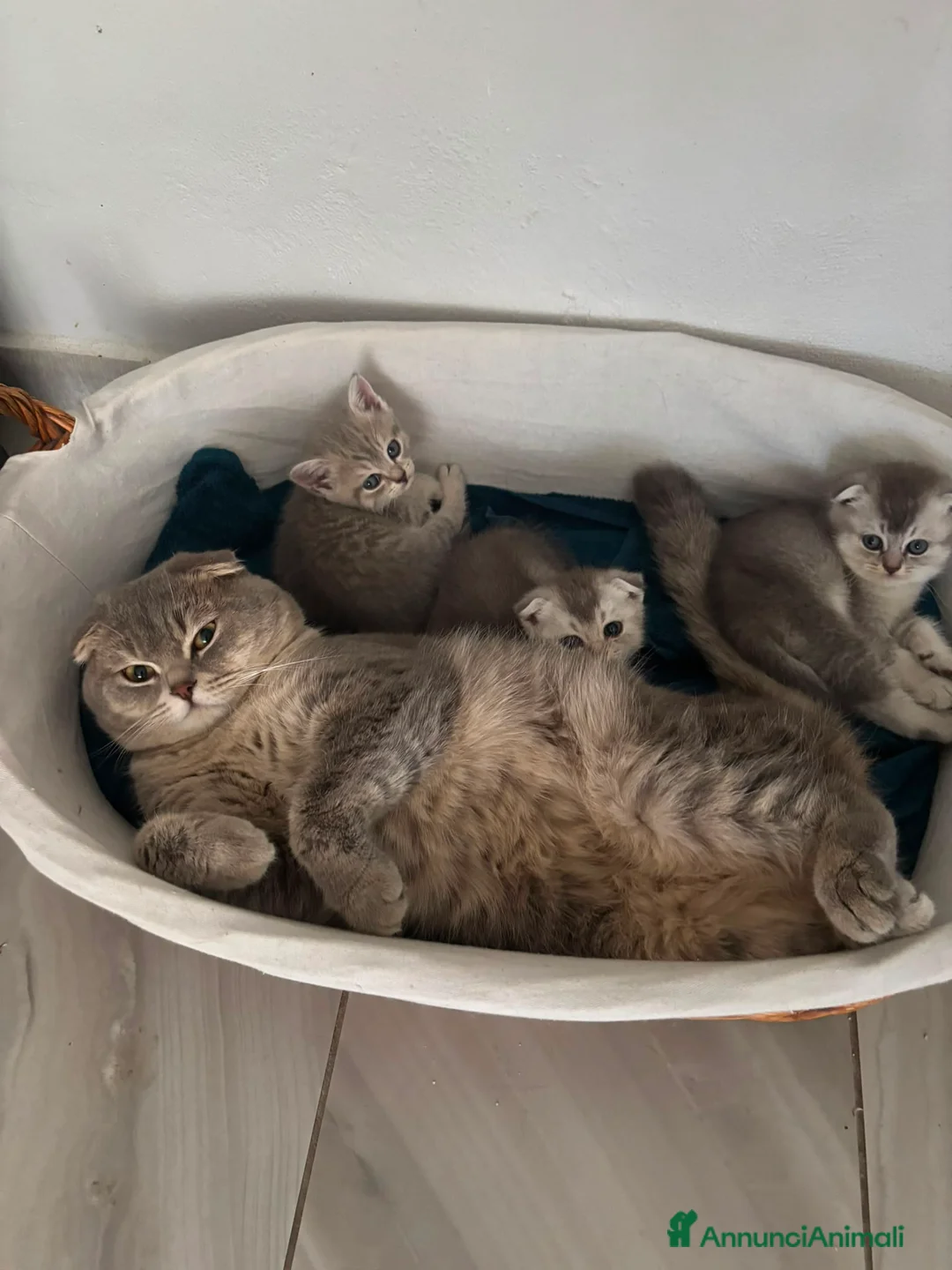 Scottish gatti in vendita: cuccioli Scottish fold - Annuncio 2