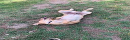 Meticcio cani in regalo: Donato 10mesi kg10 aspetta da cucciolo.SALERNO - Annuncio 3
